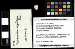 Foto (Objekt + Etiketten) von Longodromites angustus (Reuss, 1858) 